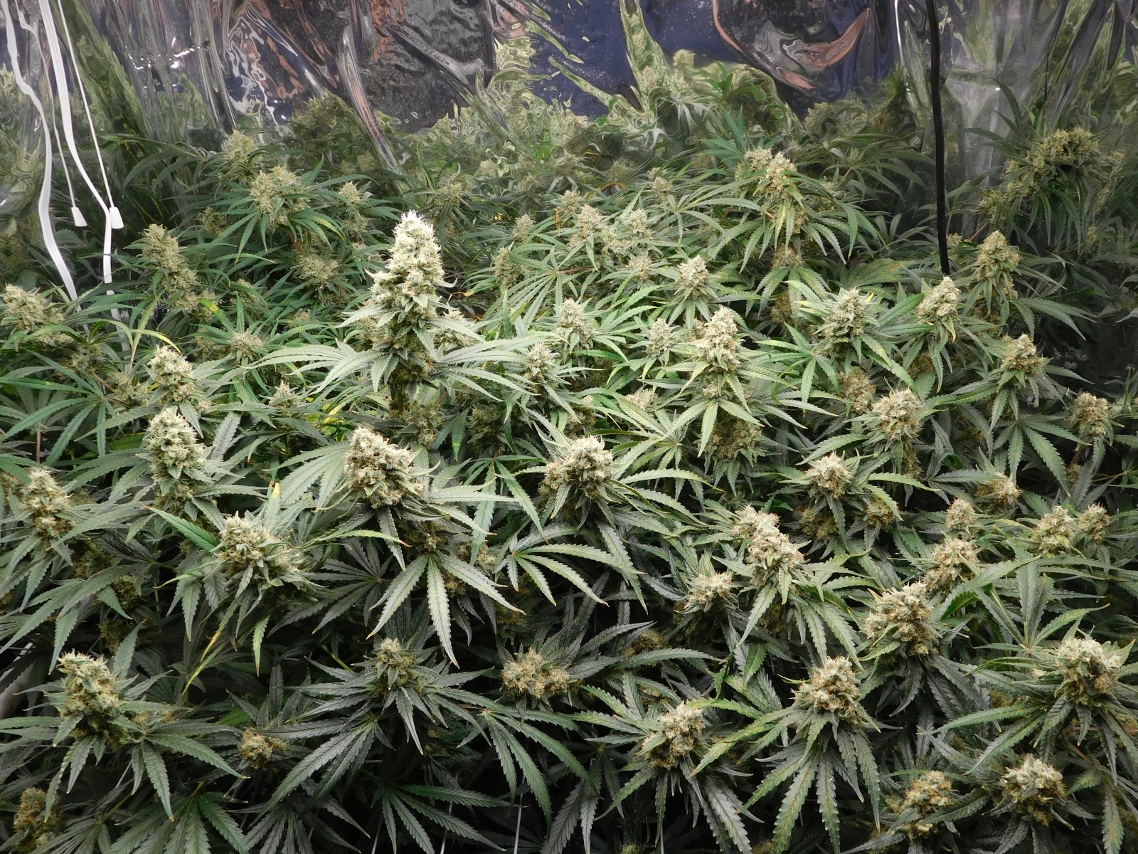 FDOG Day 52 Flower (2).JPG