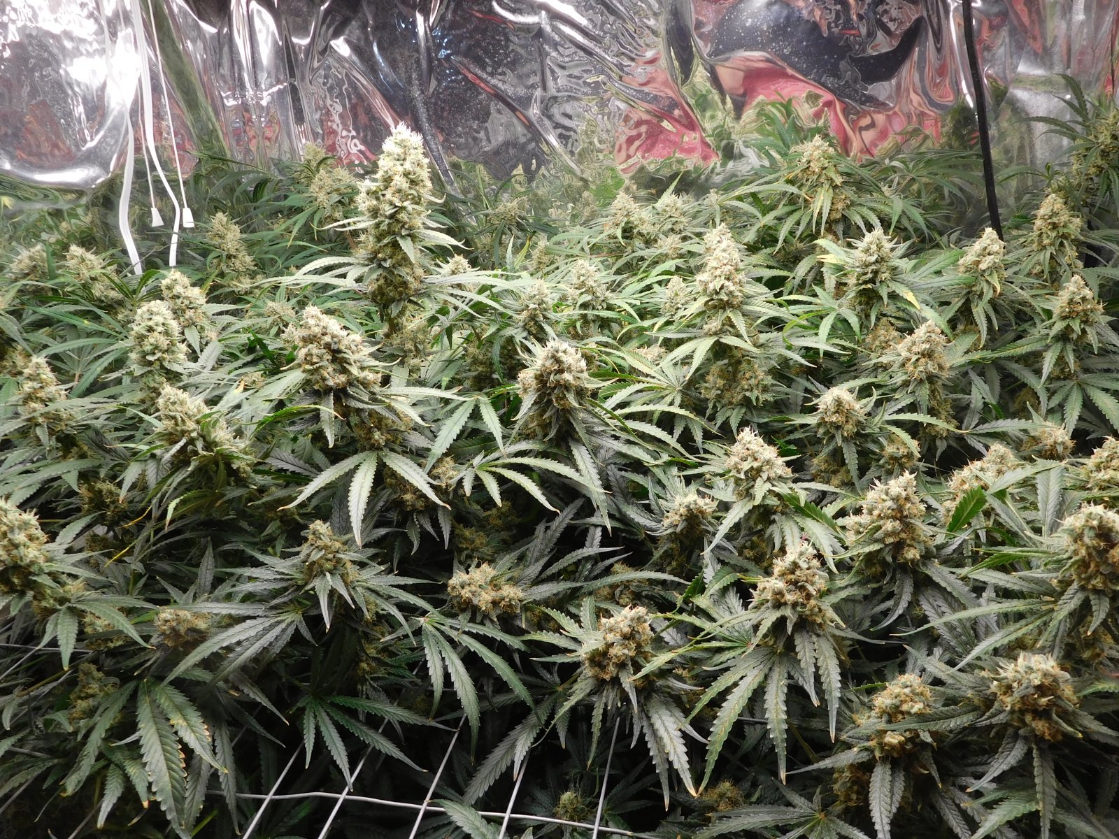 FDOG Day 53 Flower (2).JPG