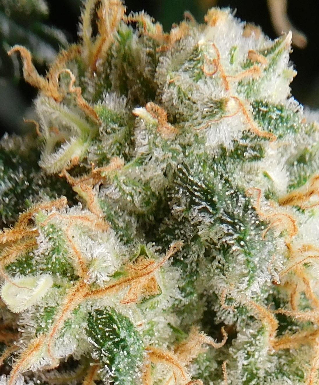 FDOG Day 54 Flower (5)trichs.jpg