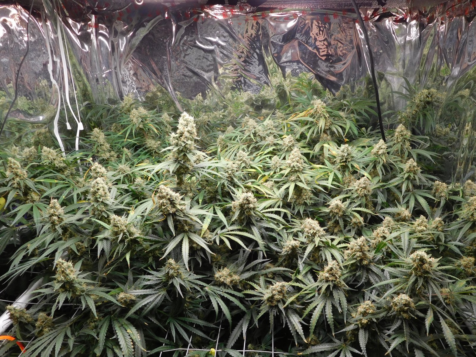 FDOG Day 56 Flower (2).JPG