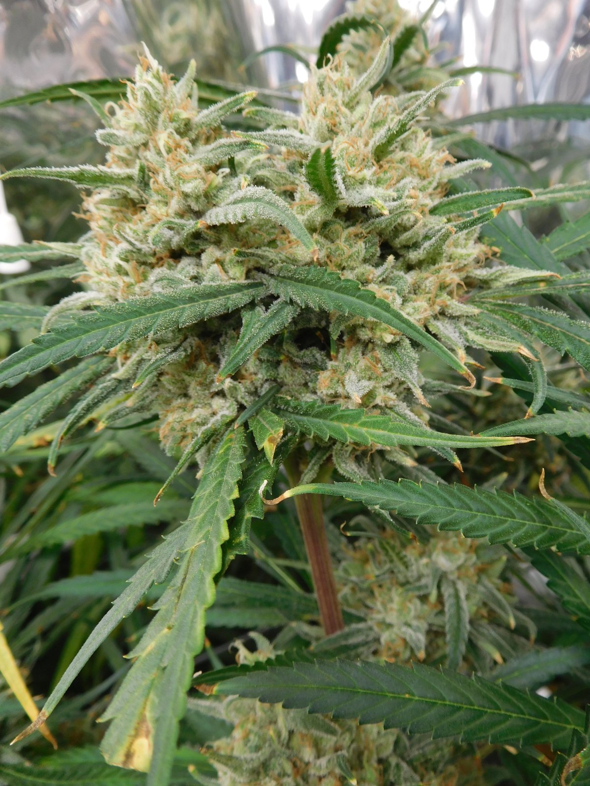 FDOG Day 58 Flower (5).JPG