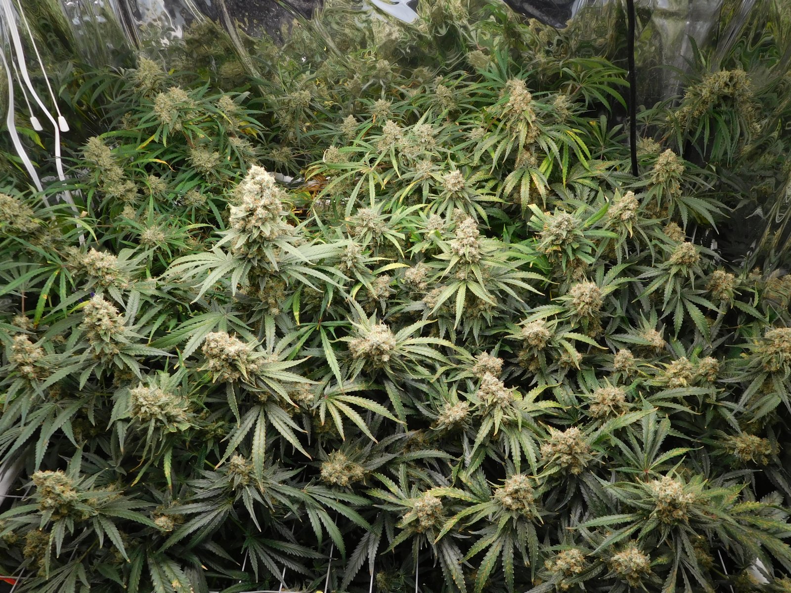 FDOG Day 59 Flower (2).JPG