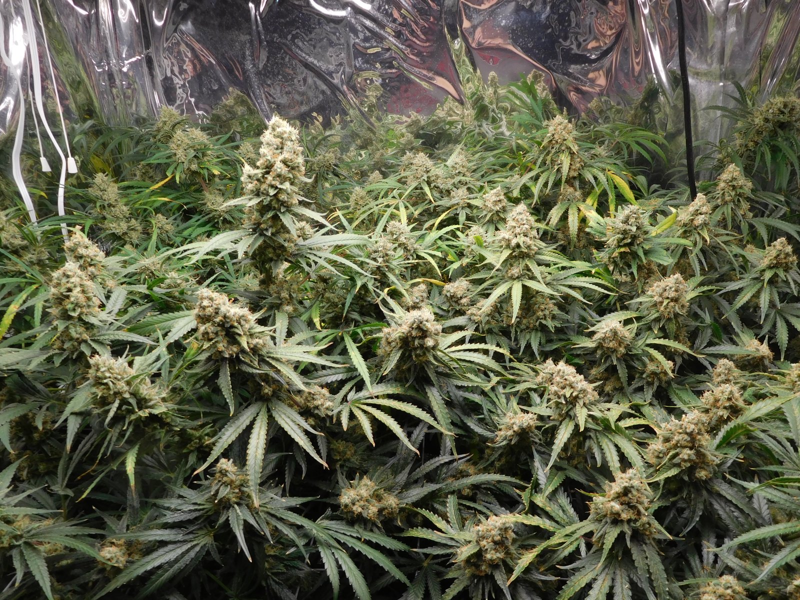 FDOG Day 60 Flower (2).JPG