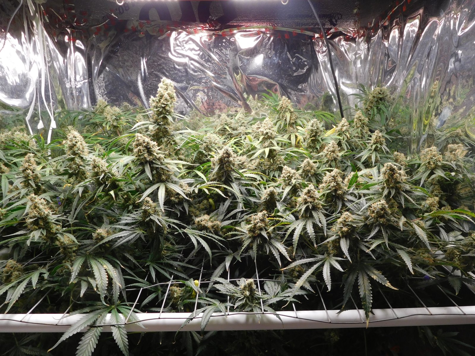 FDOG Day 61 Flower (1).JPG