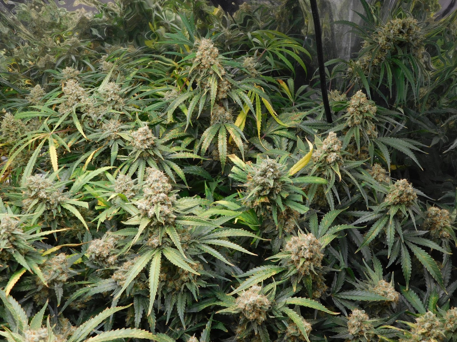 FDOG Day 61 Flower (4).JPG