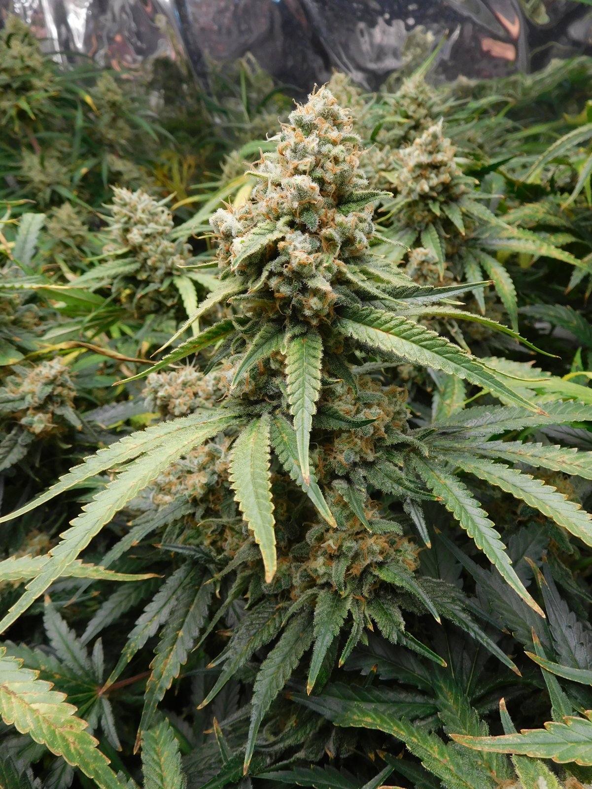 FDOG Day 61 Flower (7).JPG