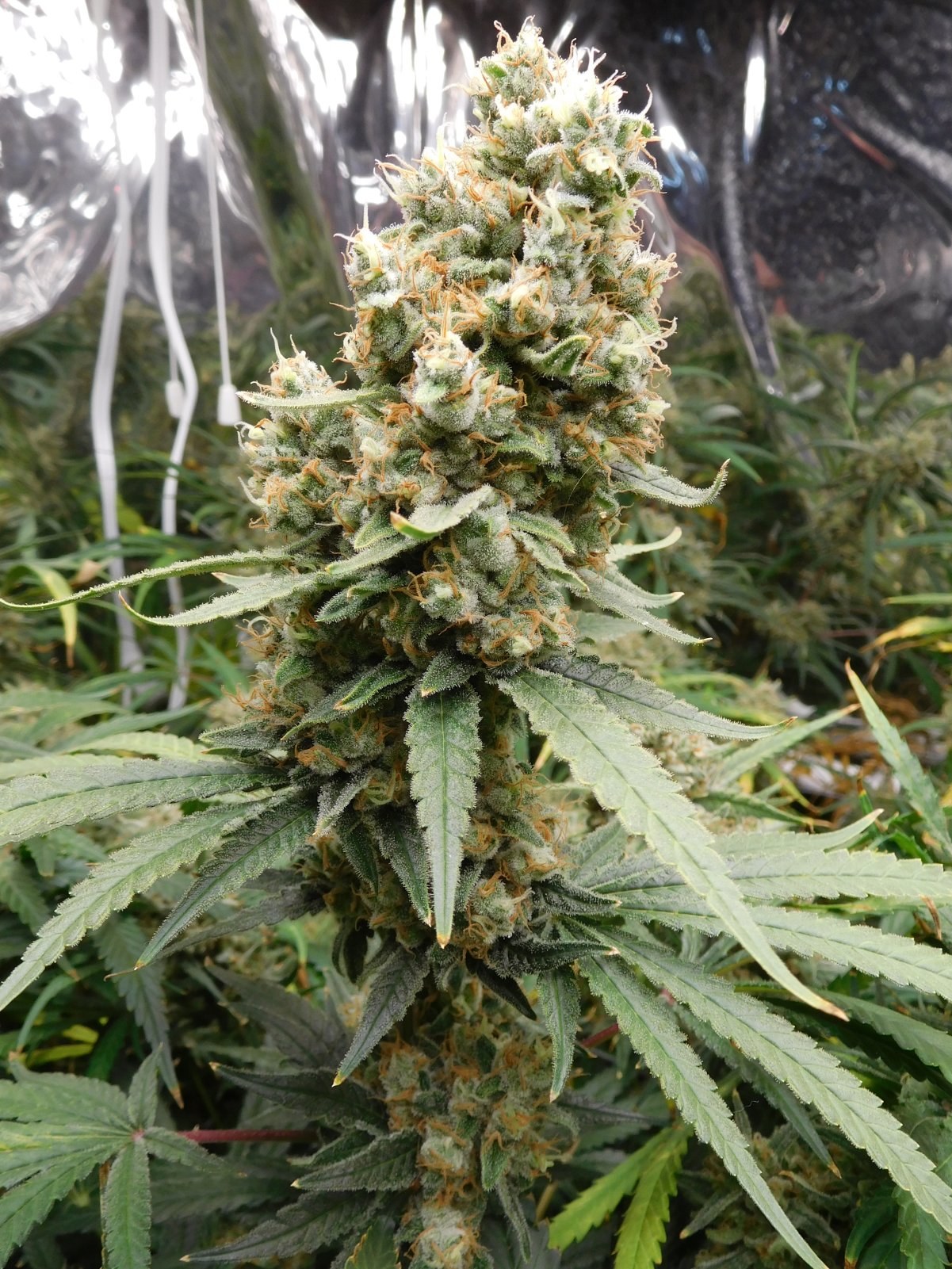 FDOG Day 62 Flower (4).JPG