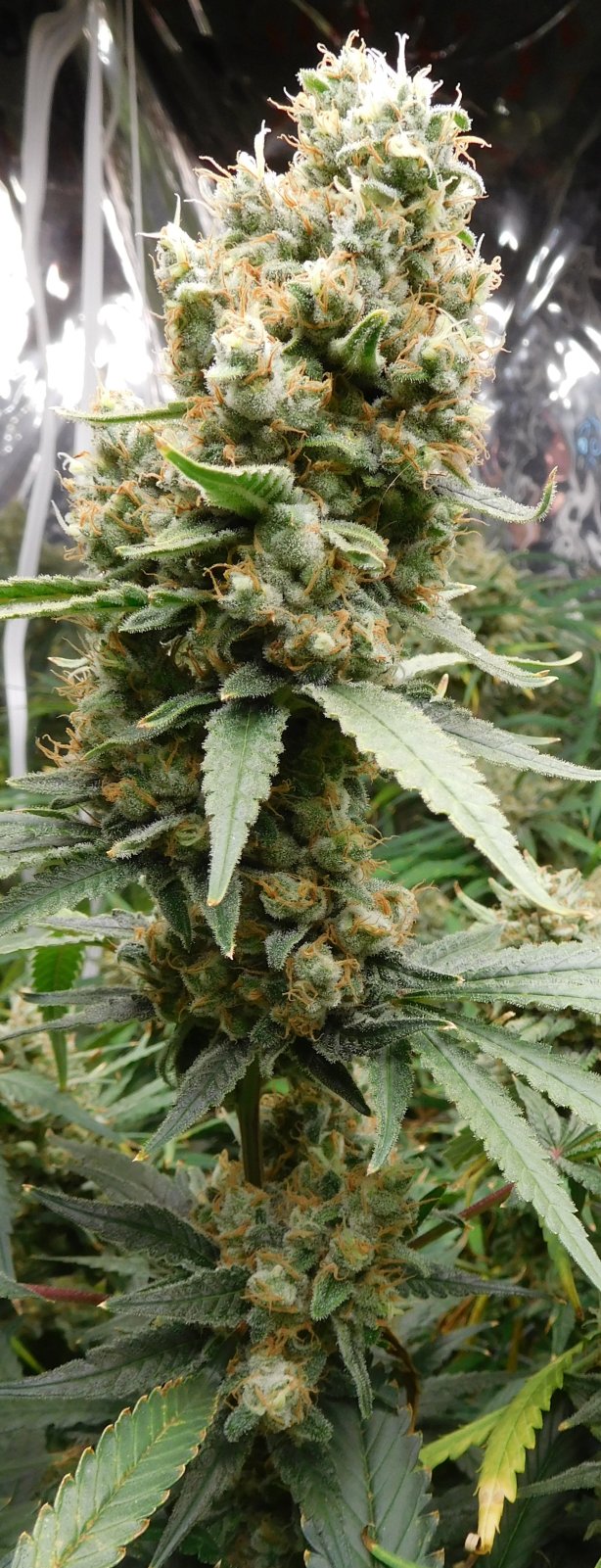 FDOG Day 63 Flower (6).JPG