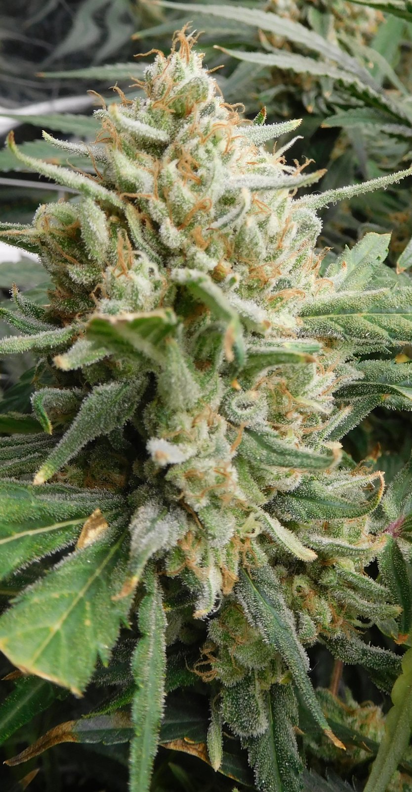 FDOG Day 63 Flower (7).JPG