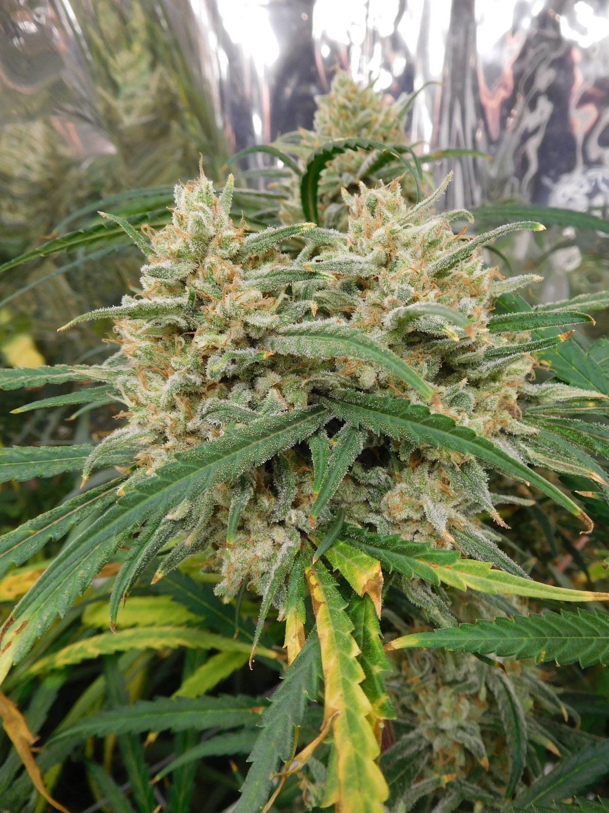 FDOG Day 64 Flower (3).JPG