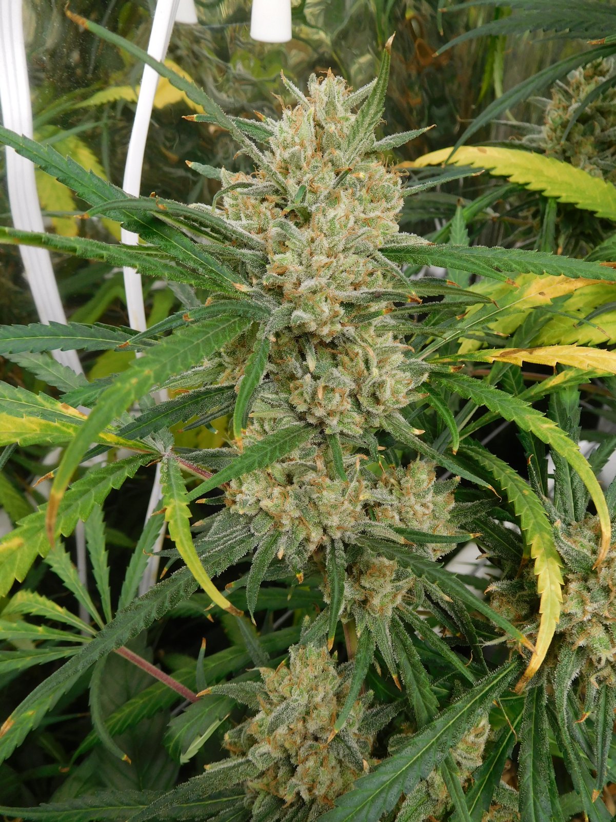 FDOG Day 64 Flower (4).JPG