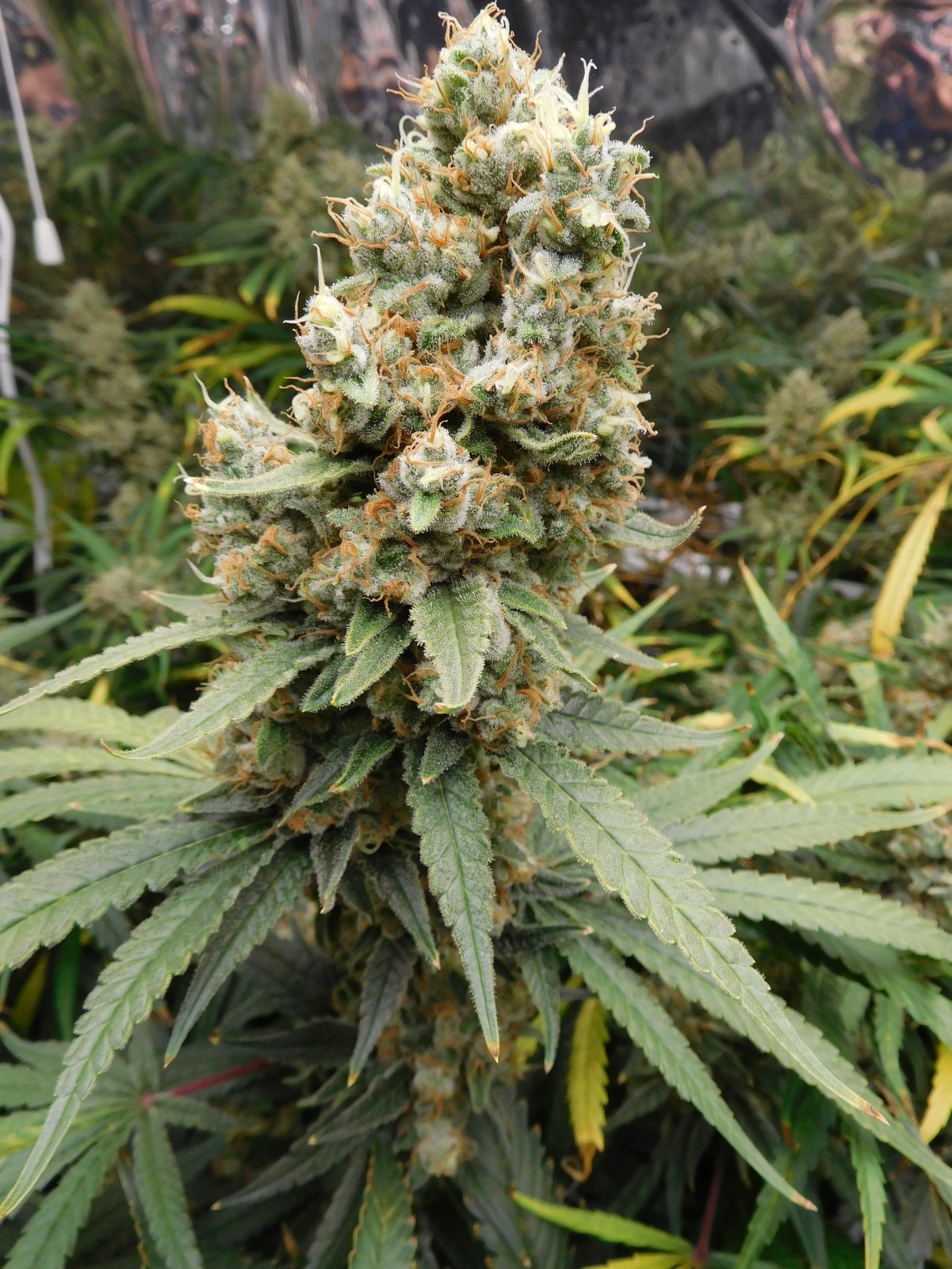 FDOG Day 64 Flower (5).JPG