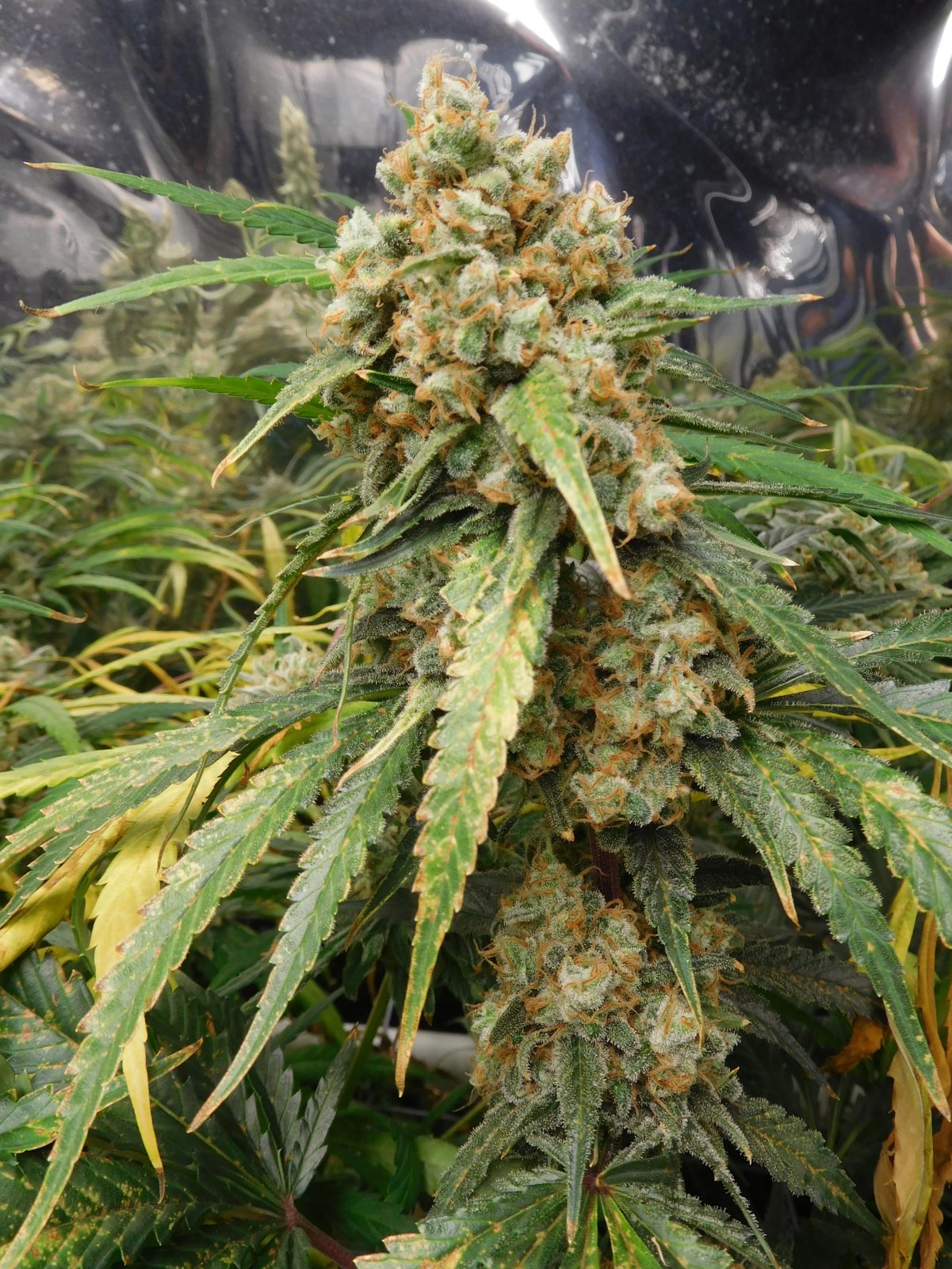 FDOG Day 64 Flower (6).JPG