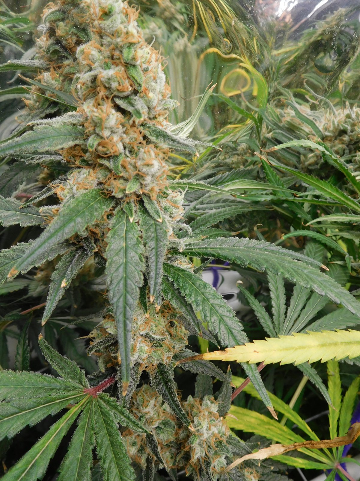 FDOG Day 64 Flower (7).JPG