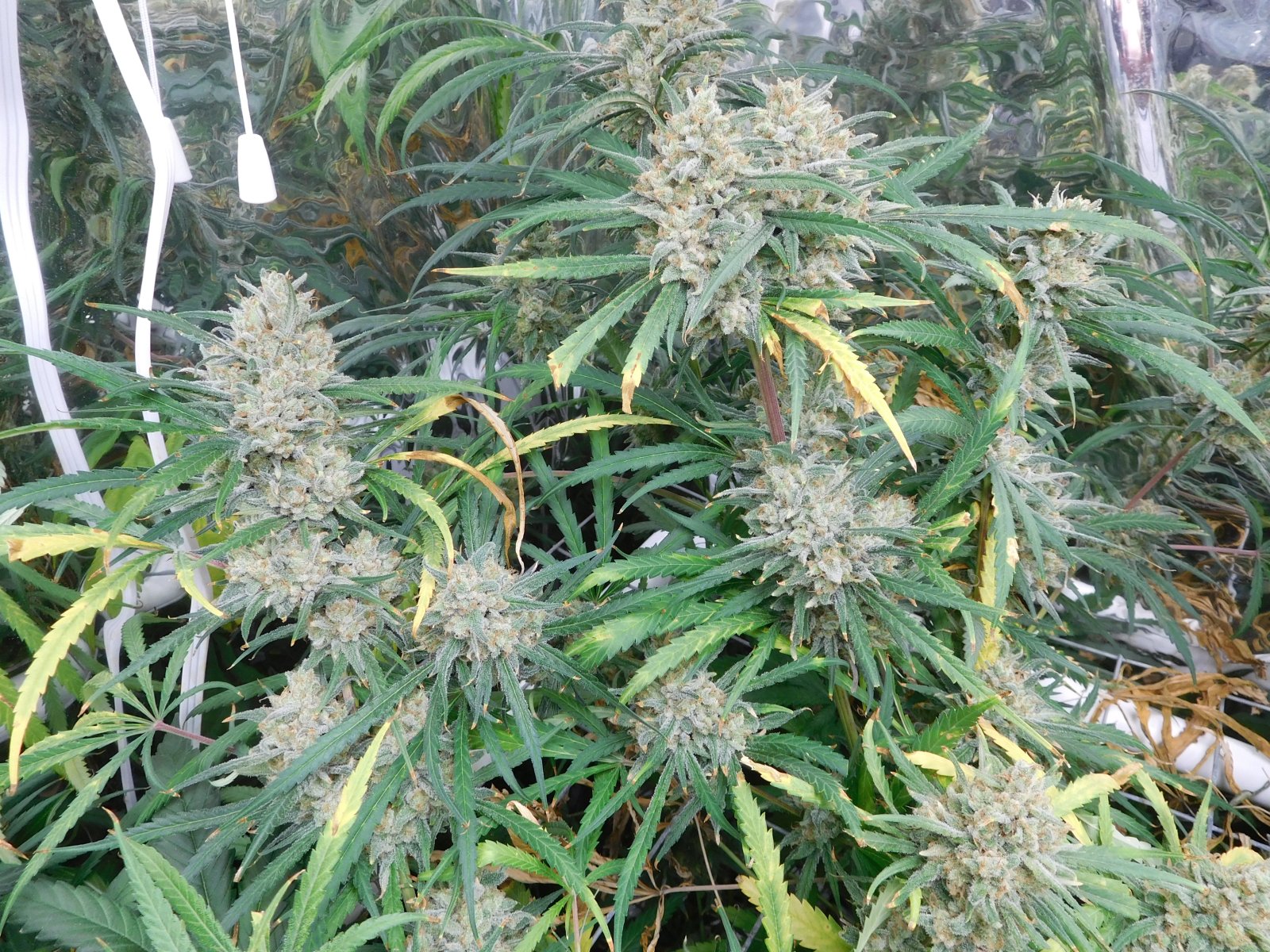 FDOG Day 65 Flower (6).JPG