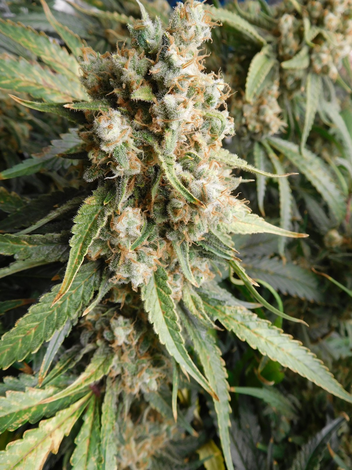 FDOG Day 65 Flower (8).JPG