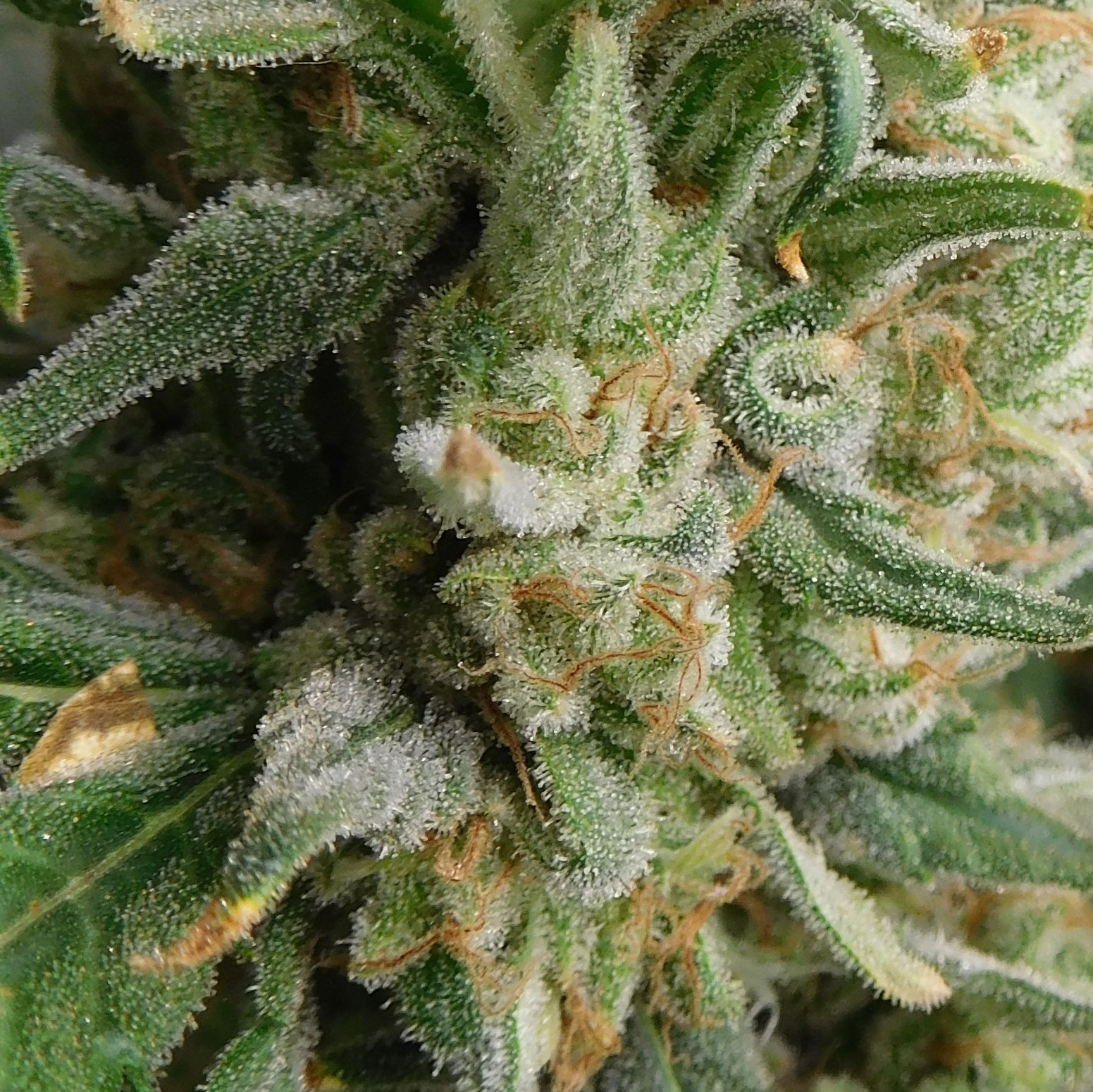 FDOG Day 65 Flower (9)close up.jpg