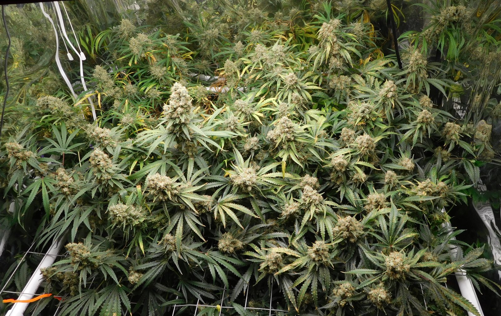 FDOG Day 67 Flower (2).JPG