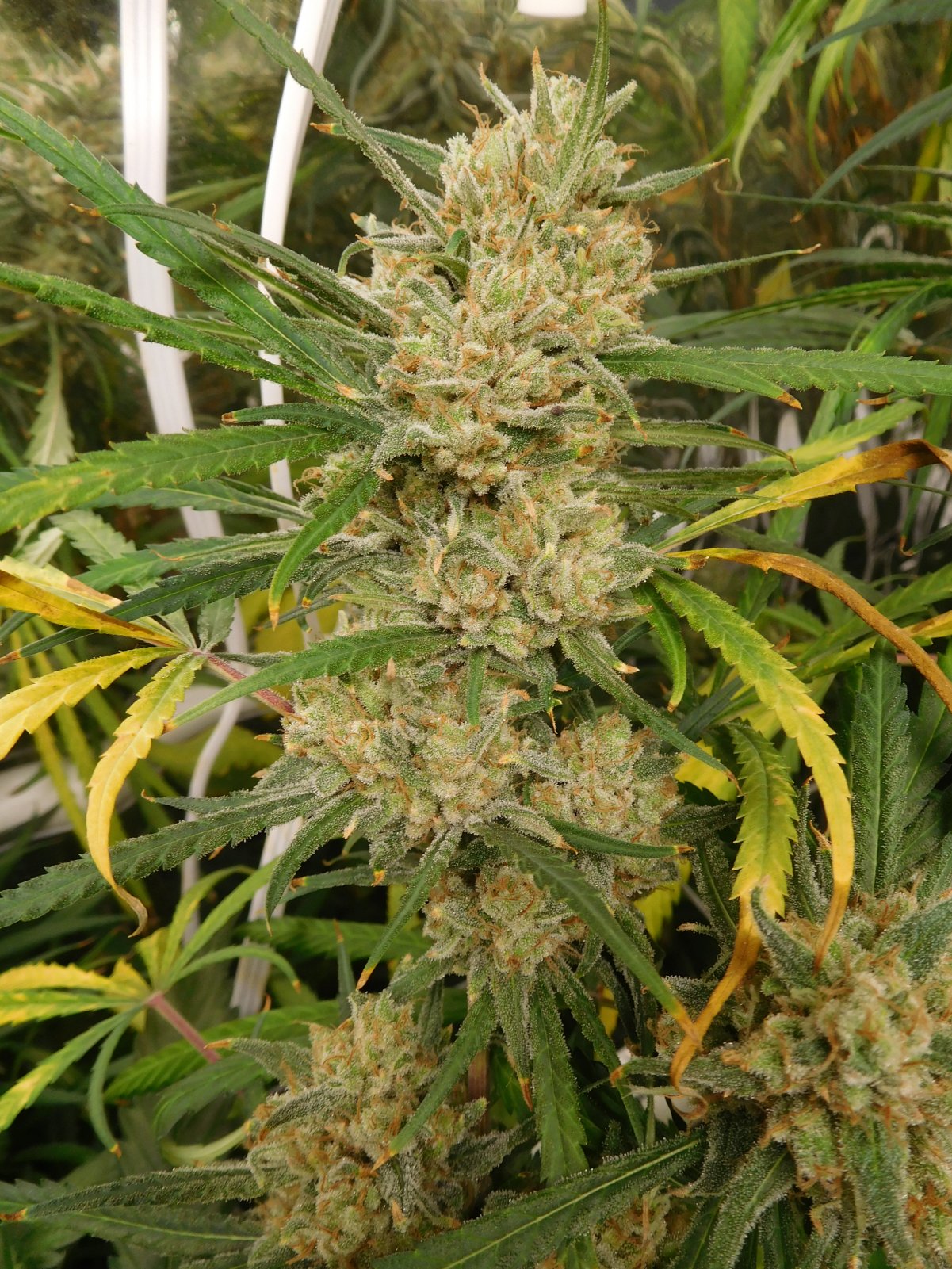 FDOG Day 67 Flower (4).JPG