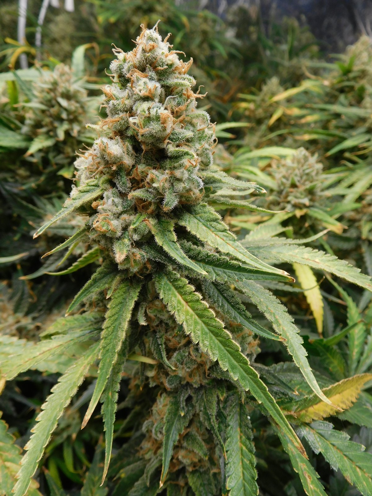 FDOG Day 67 Flower (7).JPG