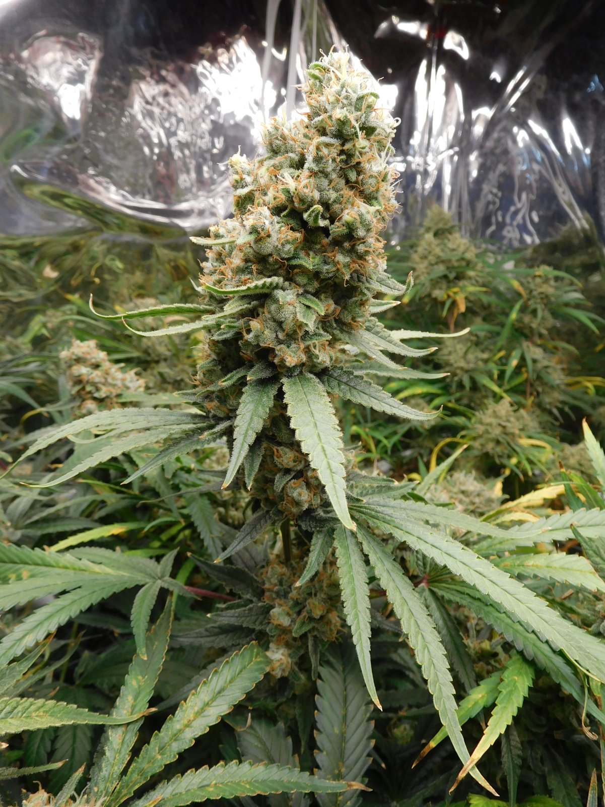 FDOG Day 67 Flower (8).JPG