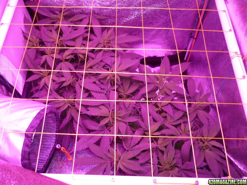 Feb 11th Bay 11 Clones Day 34 from CC