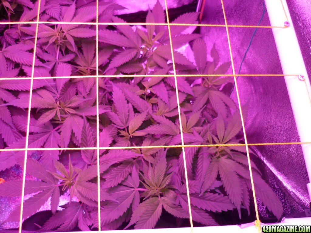 Feb 11th Bay 11 Clones Day 34 from CC