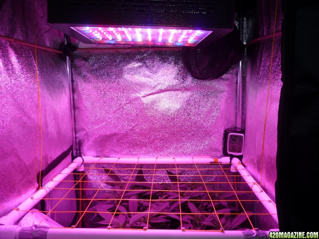 Feb 16th Mars II 400 Led Day 1 of Flower