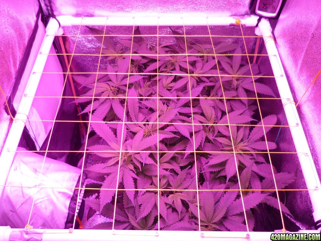 Feb 16th Mars II 400 Led Day 1 of Flower