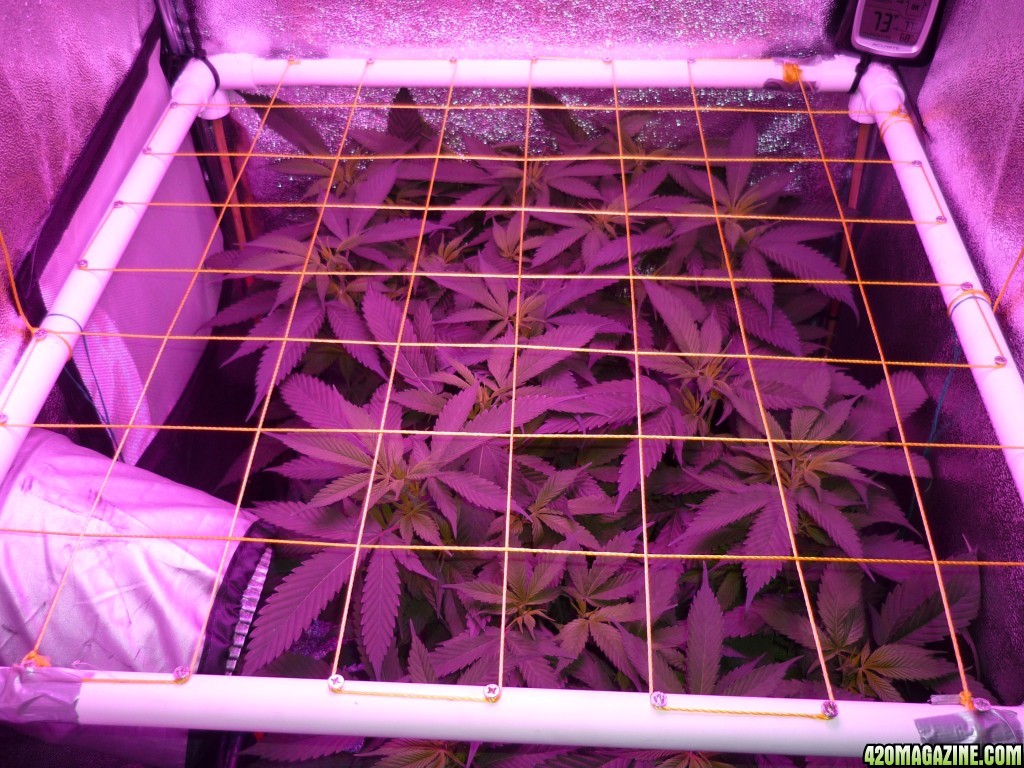 Feb 17th Bay 11 Clones Day 1 Flower