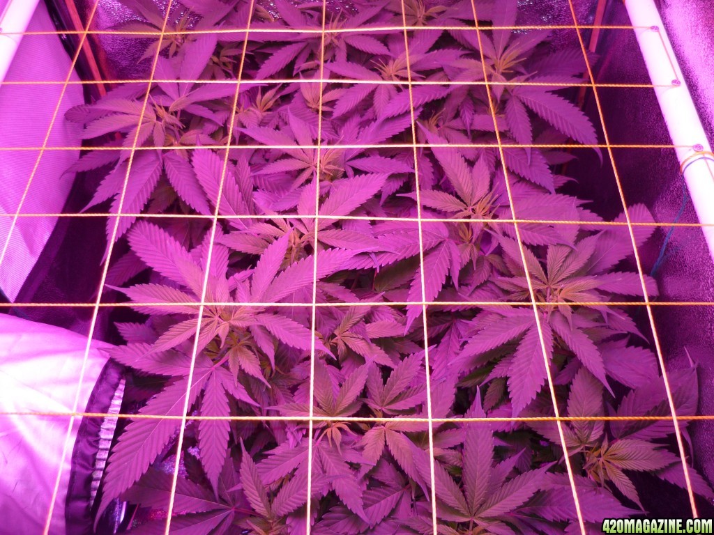 Feb 17th Bay 11 Clones Day 1 Flower