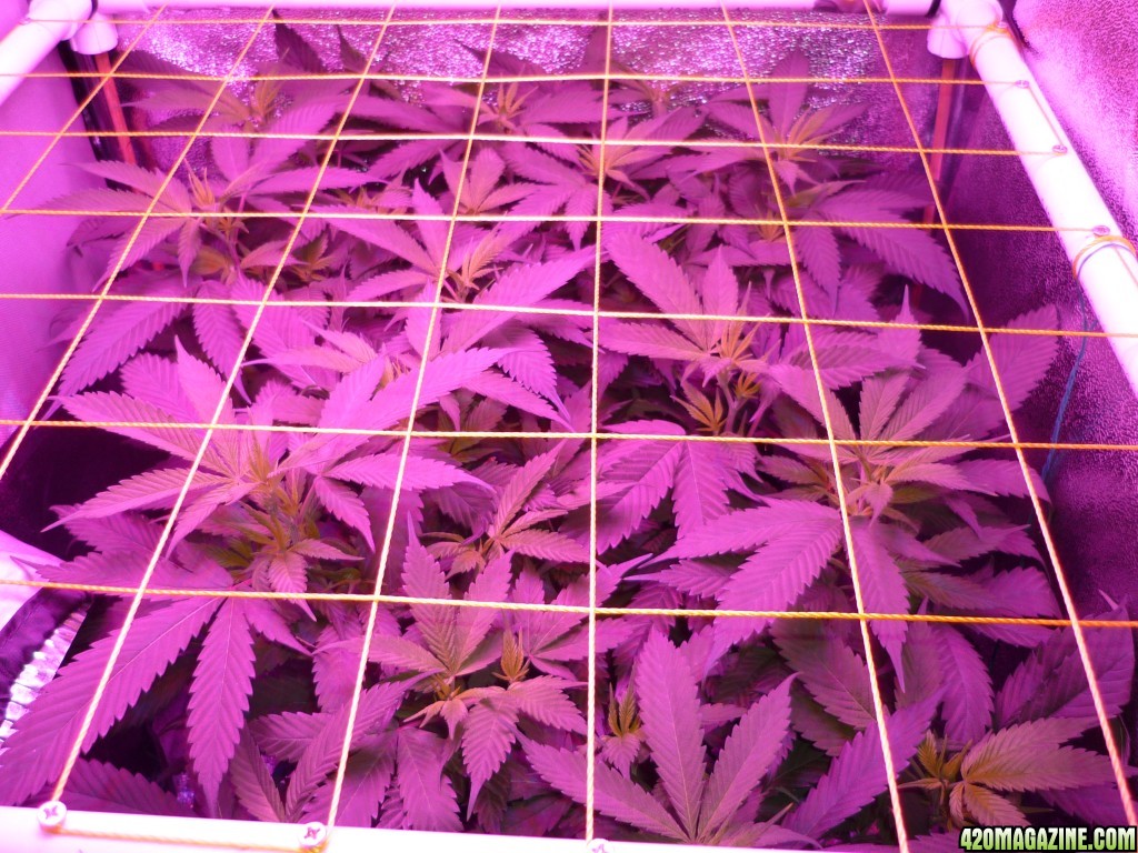 Feb 18th Beginning of Day 2 Flower Bay 11 Clones KK brand