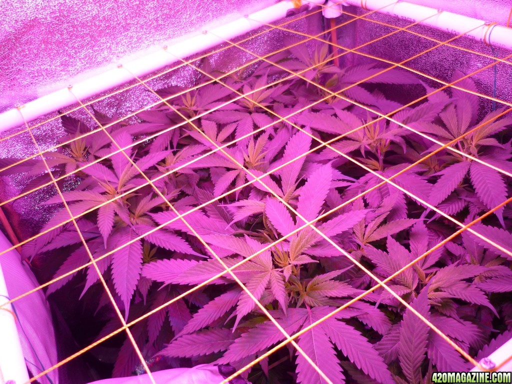 Feb 18th Beginning of Day 2 Flower Bay 11 Clones KK brand