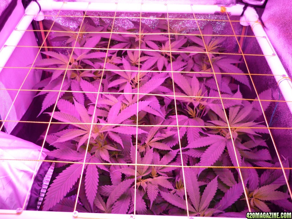 Feb 18th Beginning of Day 2 Flower Bay 11 Clones KK brand