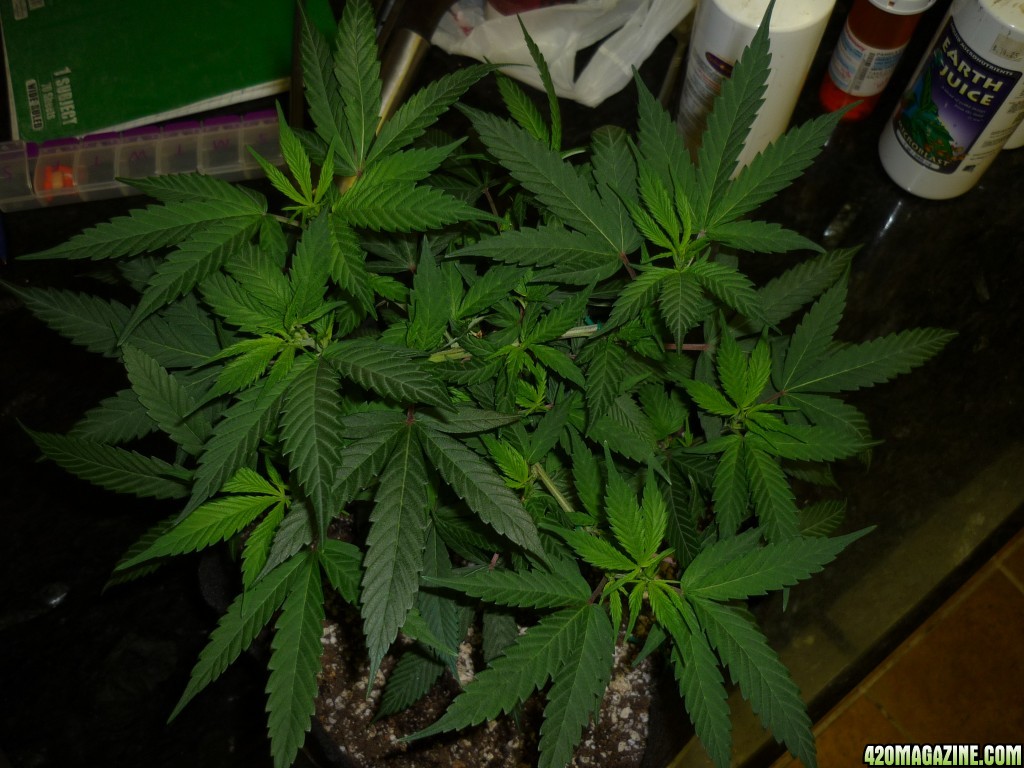 Feb 1st Bay 11 Clones Green Pictures