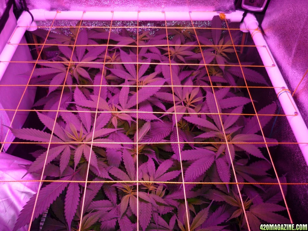 Feb 20th Bay 11 Clones Day 4 Flower