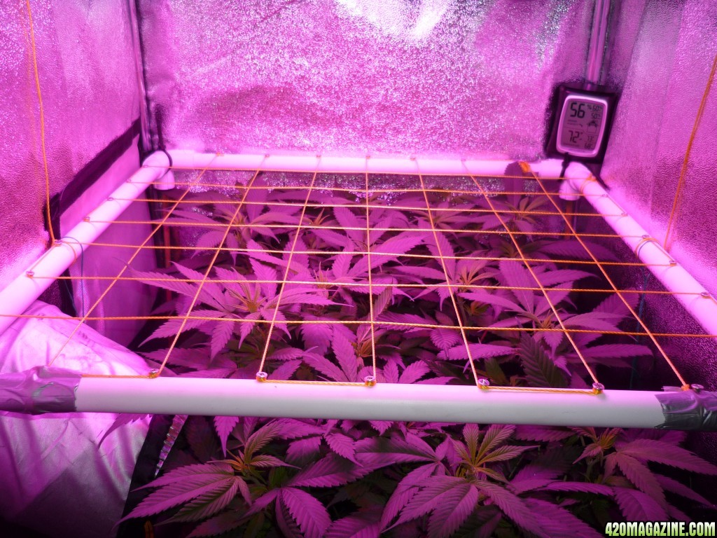 Feb 20th Bay 11 Clones Day 4 Flower