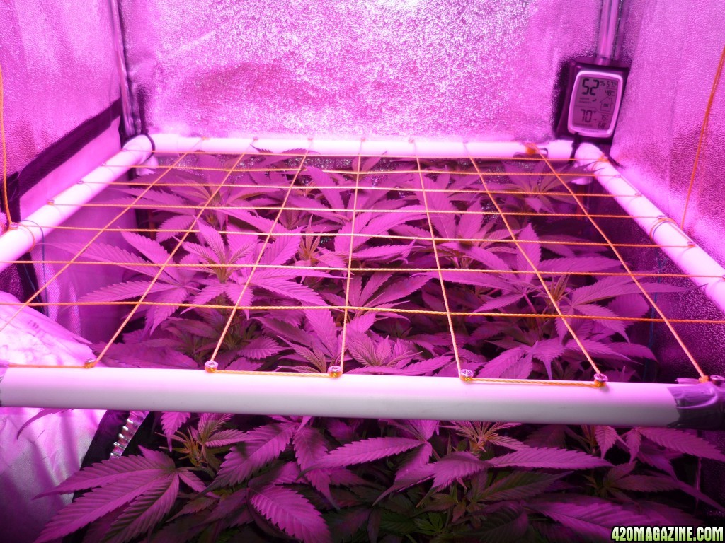 Feb 21st Bay 11 Clones Day 5 Bloom