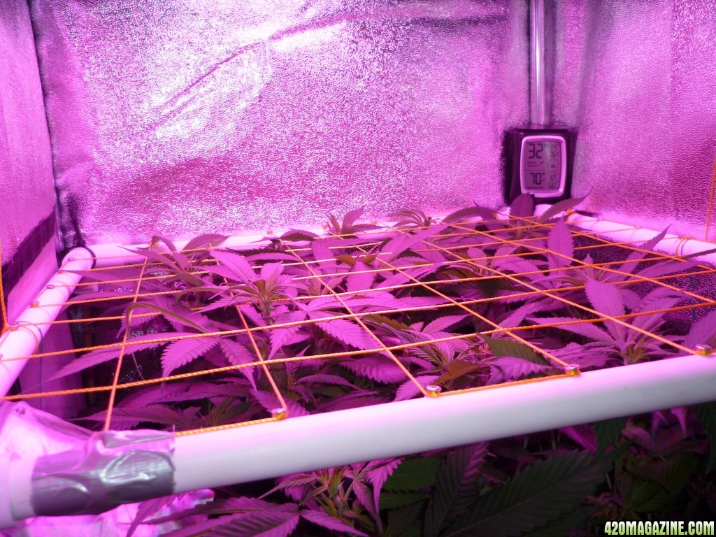 Feb 23rd Day 7 Bloom Bay 11 Clones