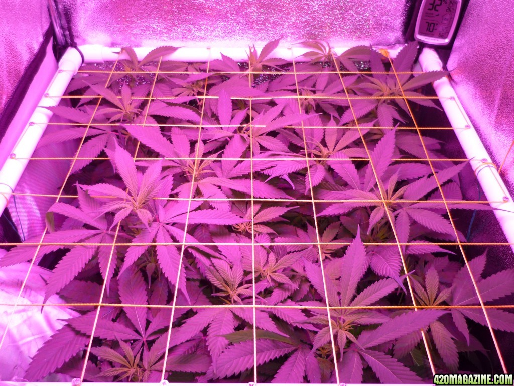 Feb 23rd Day 7 Bloom Bay 11 Clones