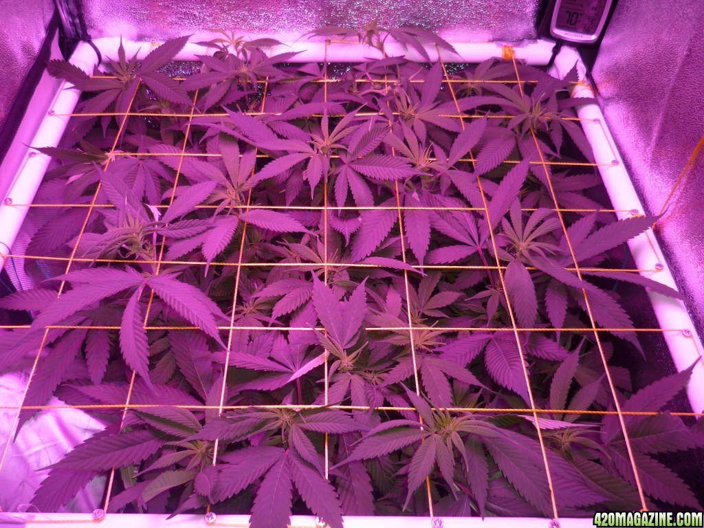 Feb 26th Bay 11 Clones Day 10 Bloom