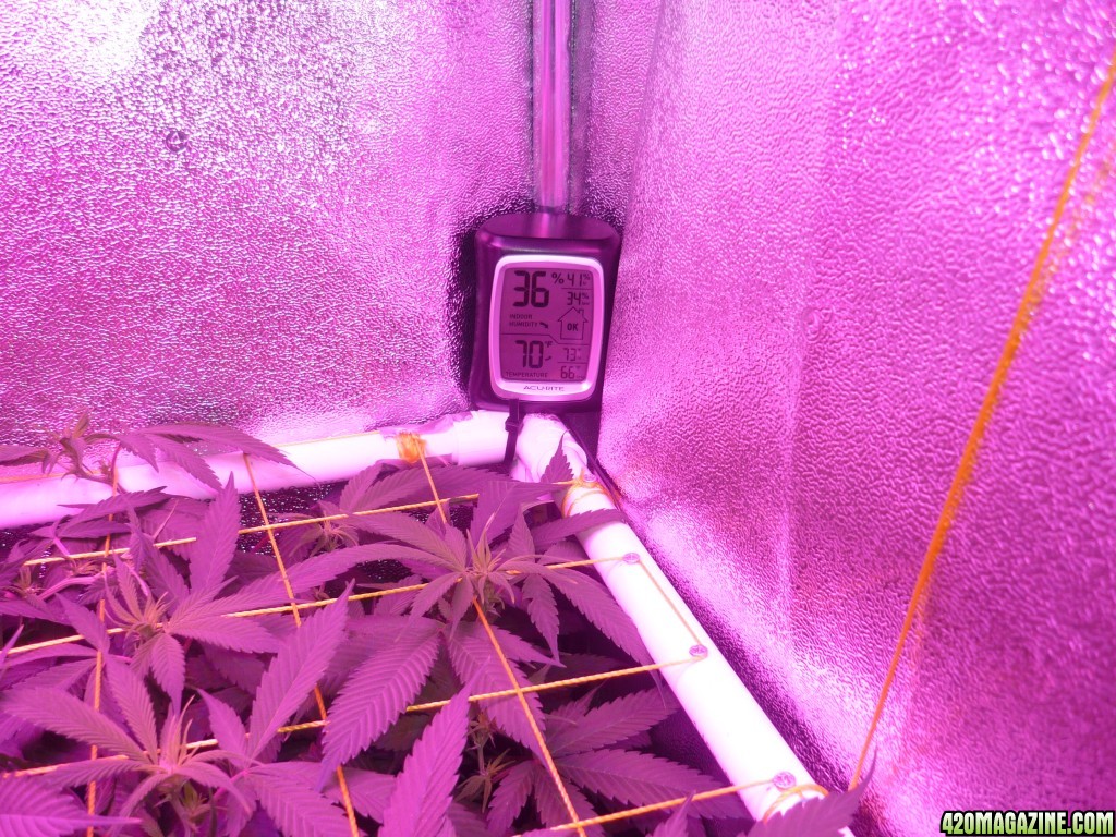 Feb 26th Bay 11 Clones Day 10 Bloom