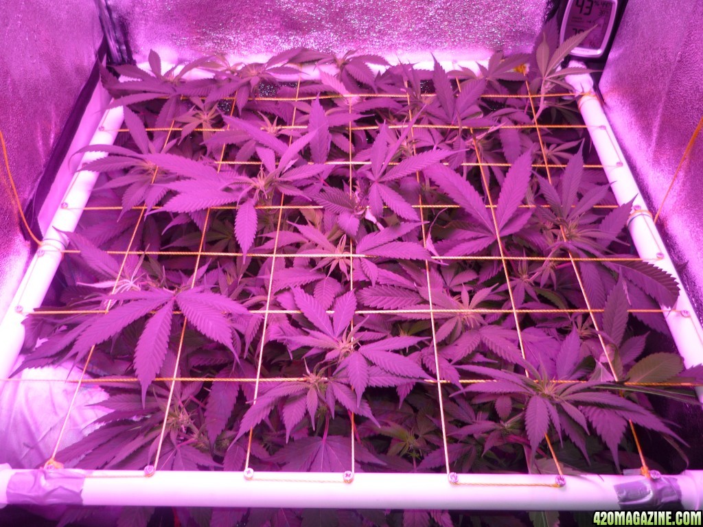 Feb 28th Bay 11 Clones Day 12 Bloom