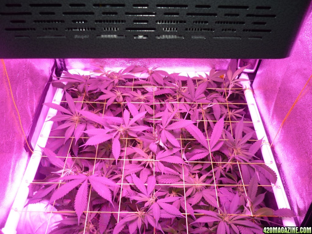 Feb 28th Bay 11 Clones Day 12 Bloom