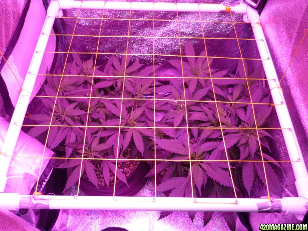 Feb 6th Bay 11 Clones Day 29