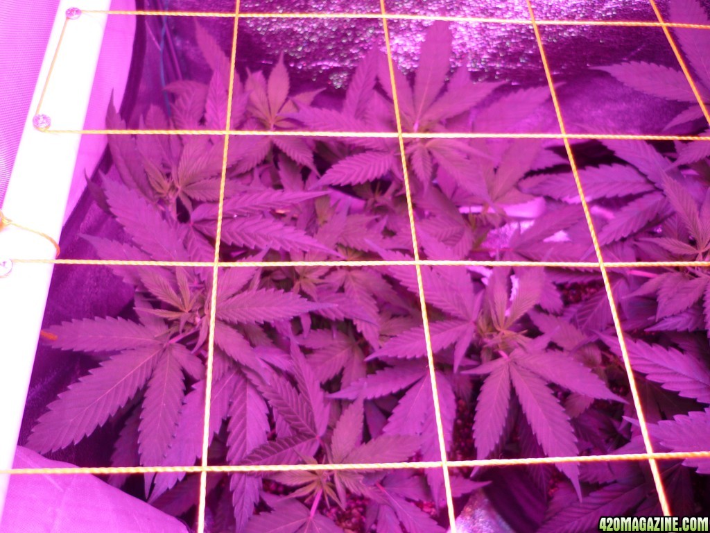 Feb 6th Bay 11 Clones Day 29