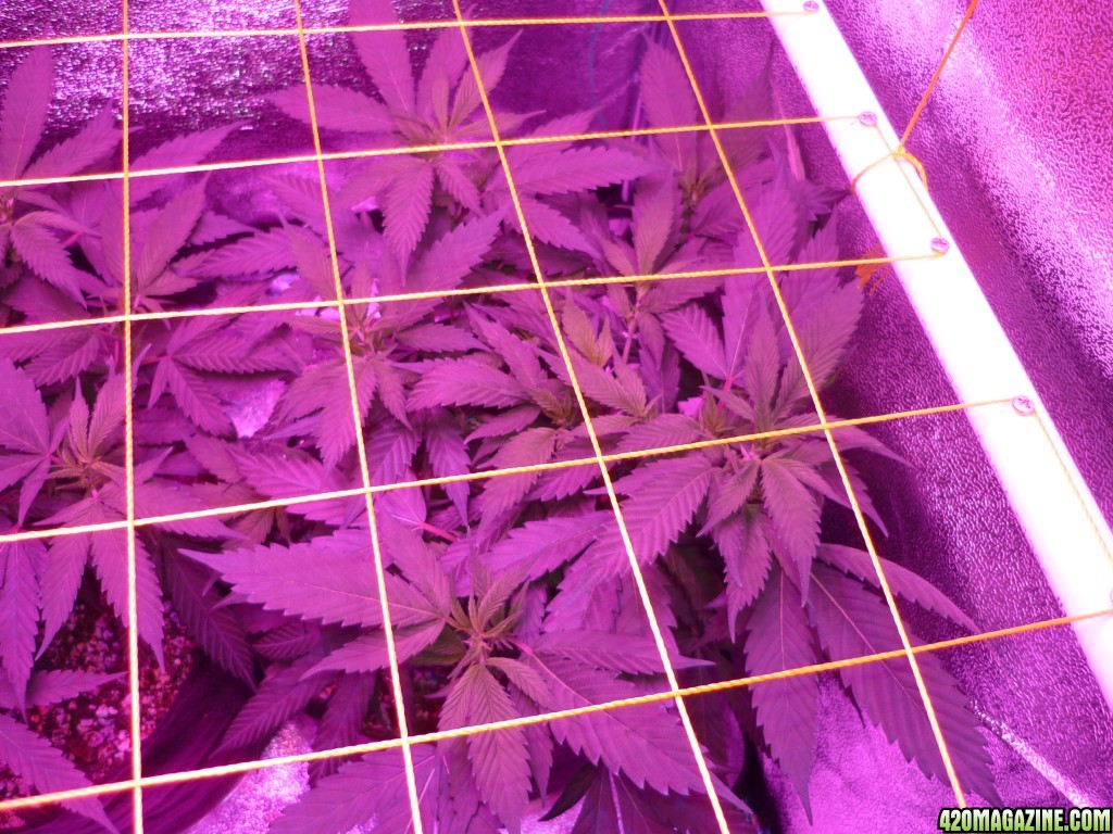 Feb 6th Bay 11 Clones Day 29