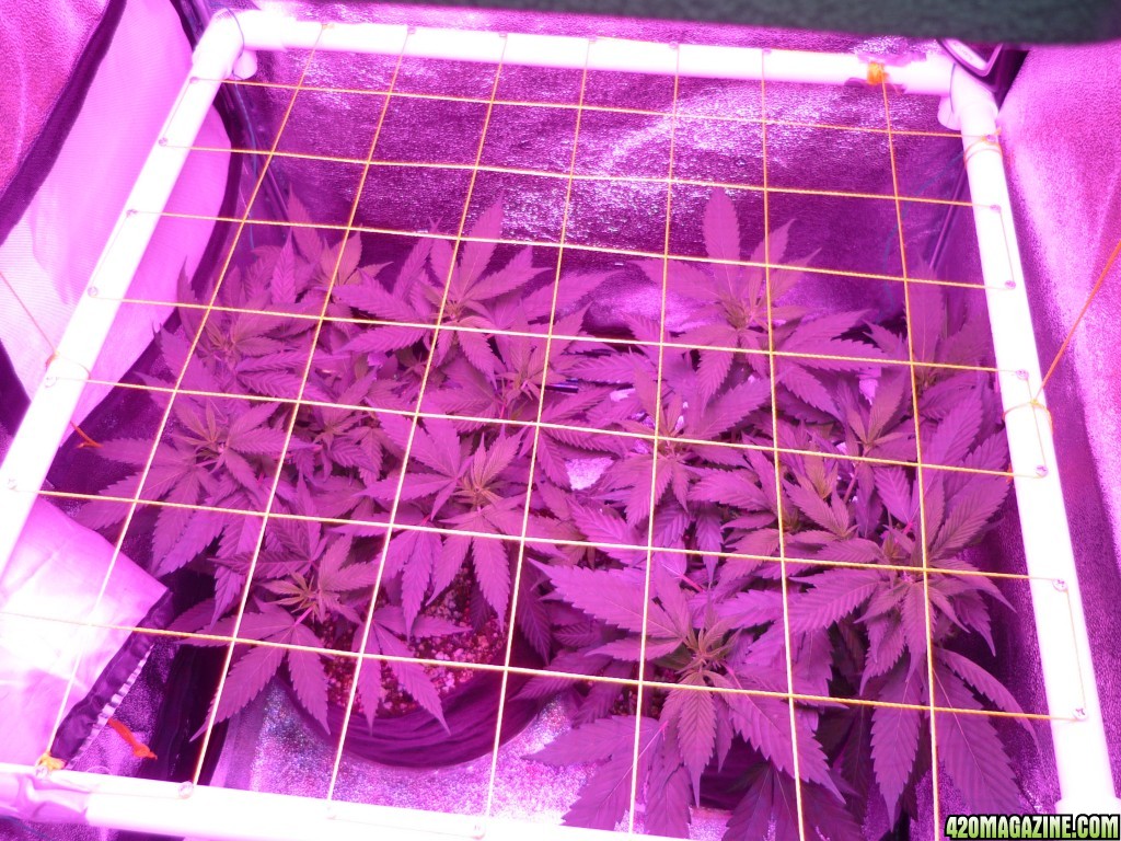 Feb 6th Bay 11 Clones Day 29