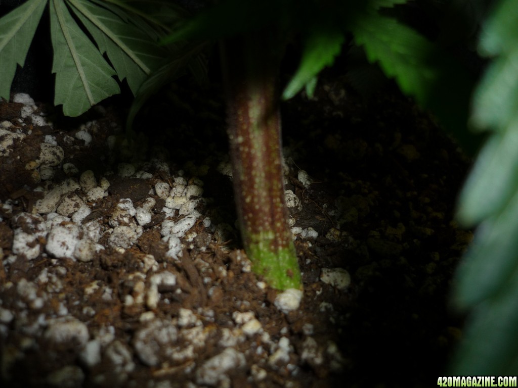 Feb 7th Bay 11 Clones Day 30 from CC