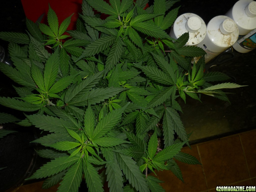 Feb 7th Bay 11 Clones Day 30 from CC